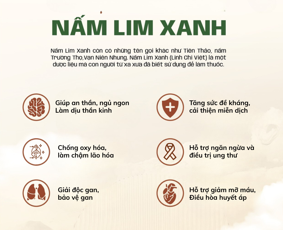 nấm lim xanh tác dụng gì